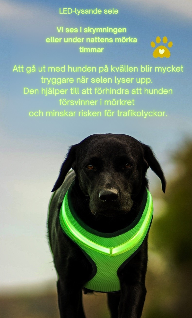 LED Hundsele – USB-laddningsbar & Reflekterande